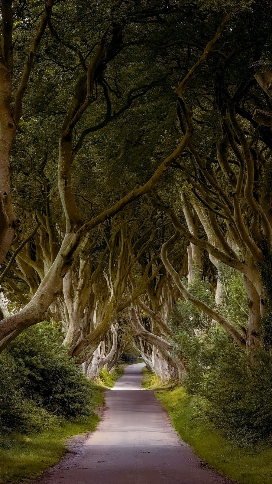 L'allée de hêtres entrelacés des Dark Hedges, décor de Game of Thrones (photo : Pexels).