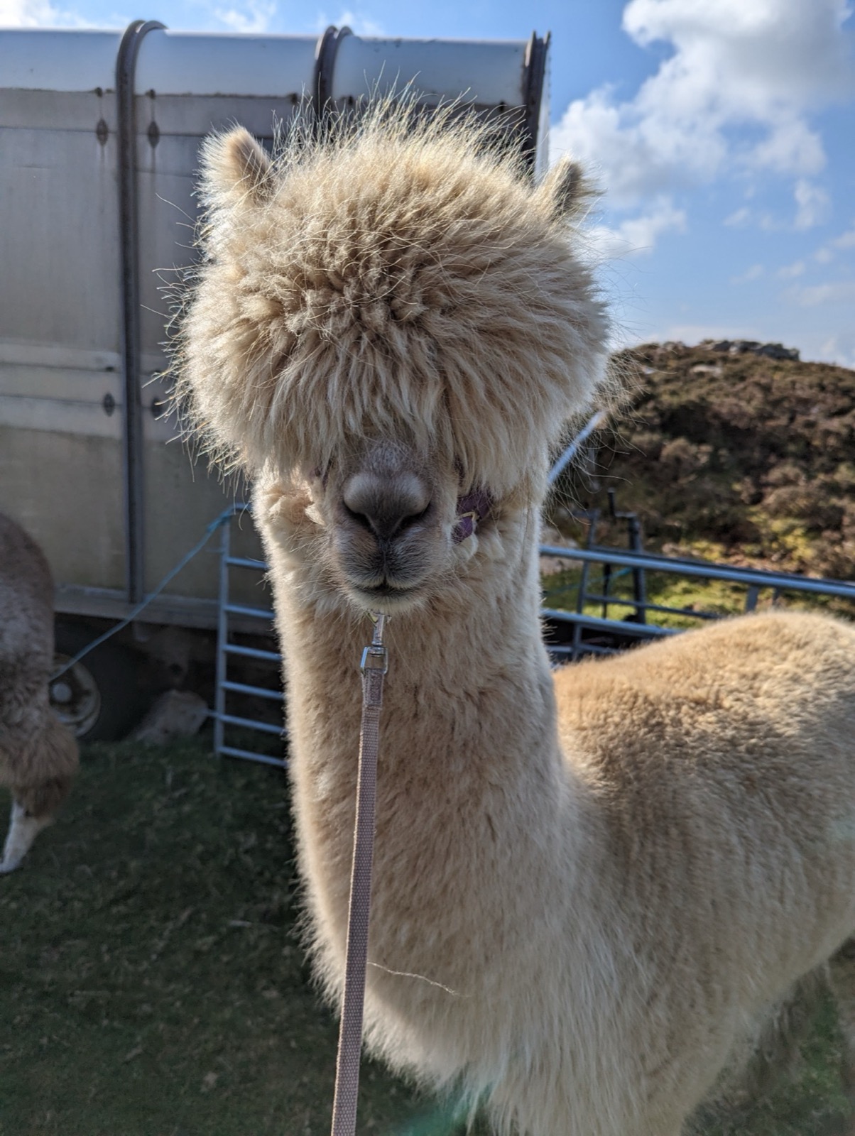 Un alpaga de la Wild Alpaca Way, sur les hauteurs près de Malin Head (photo : Pierrick Nonnis).