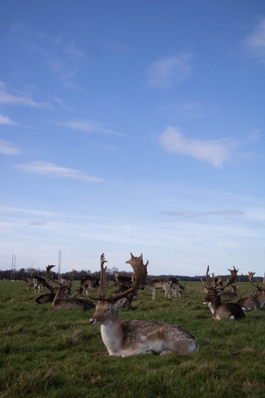 Les allées boisées et les cerfs sauvages du Phoenix Park (photo : Pexels).