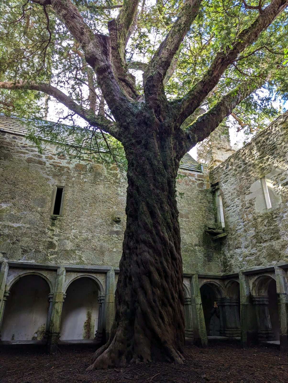 Le cloître de l'abbaye de Muckross et son if millénaire (photo : Pierrick Nonnis).