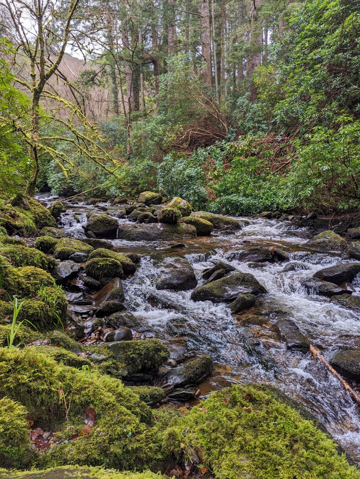La cascade de Torc, dans la forêt moussue près de Killarney (photo : Pierrick Nonnis).