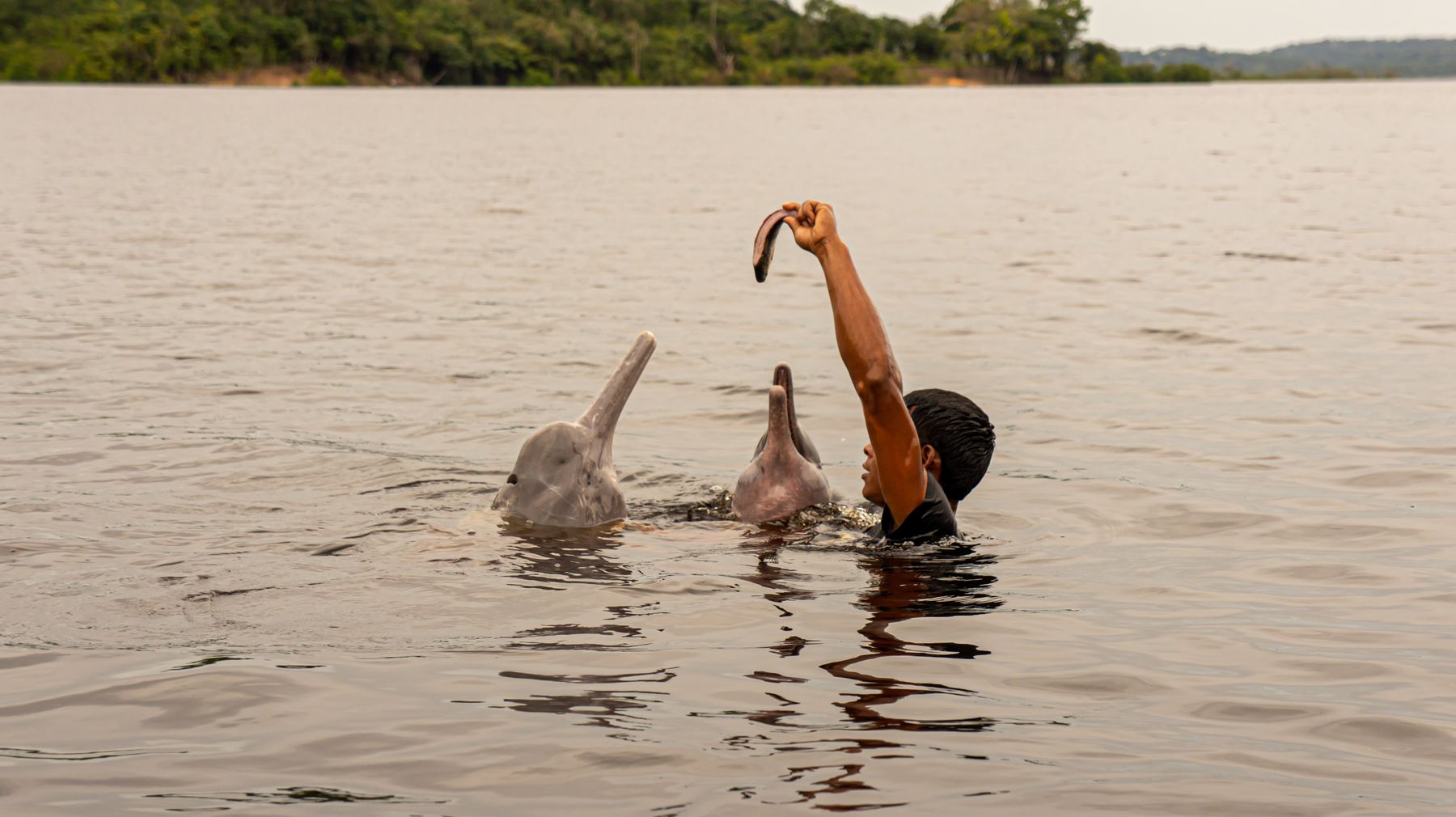 Le boto, dauphin rose d'eau douce, emblème vivant des rivières amazoniennes (photo : Pexels).