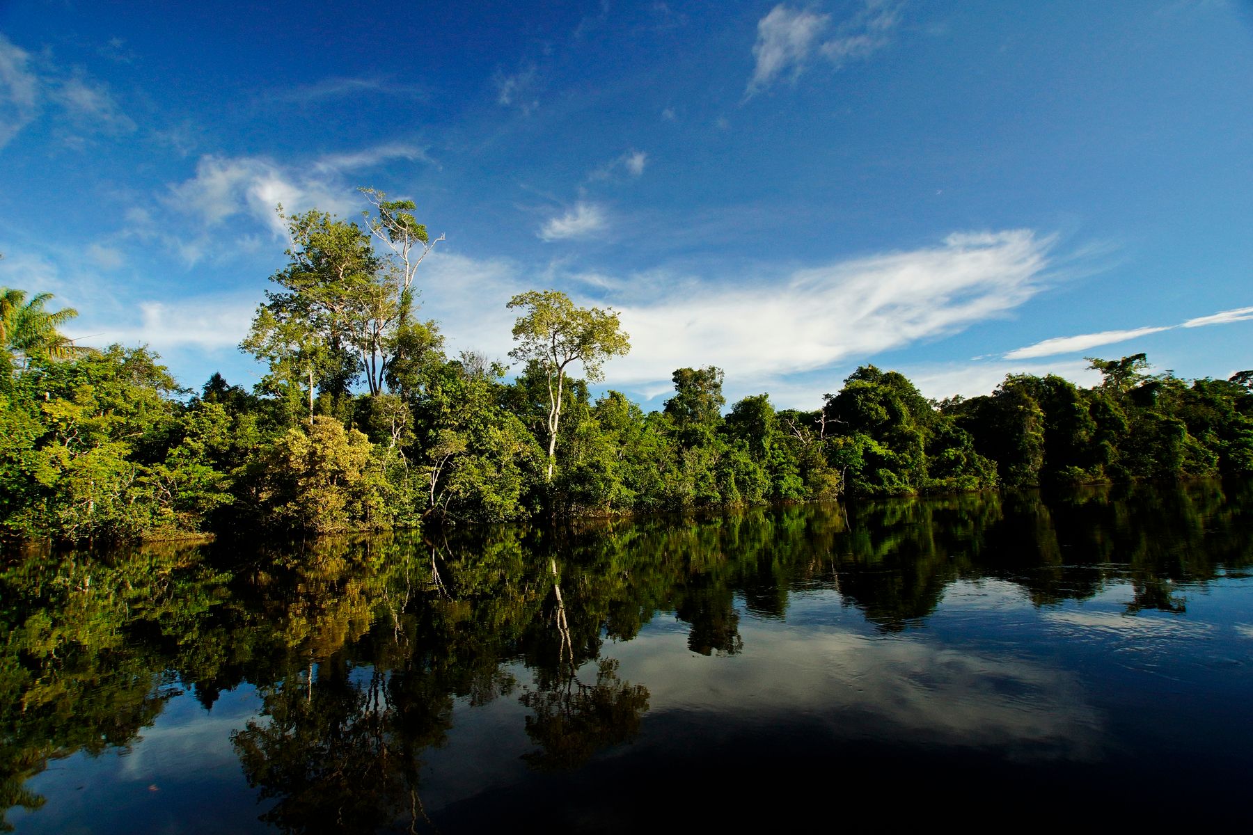 La forêt amazonienne s'étend à perte de vue autour des affluents du fleuve (photo : Pexels).