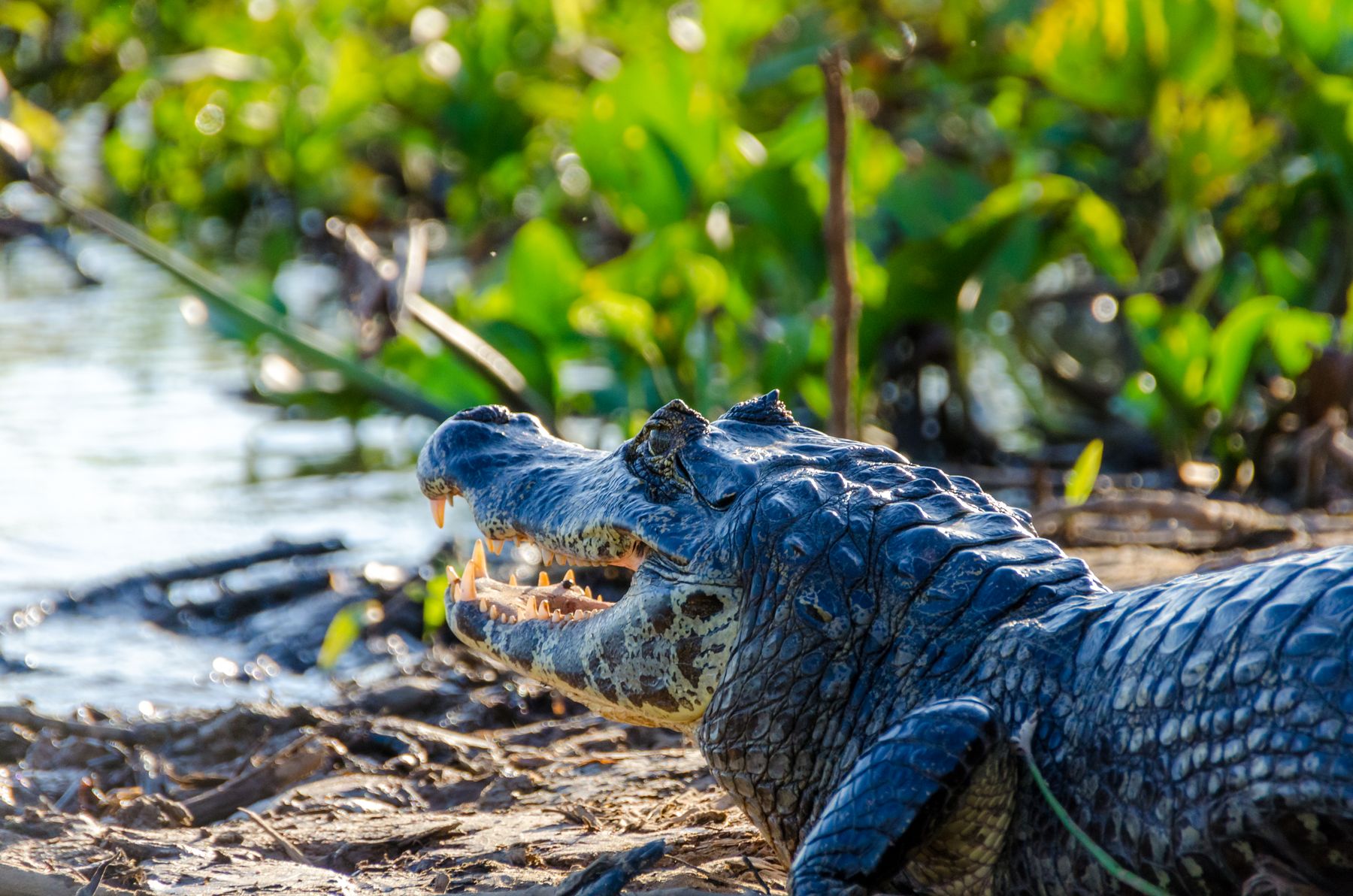 Un caïman guette au bord d'un bras d'eau du Pantanal (photo : Pexels).