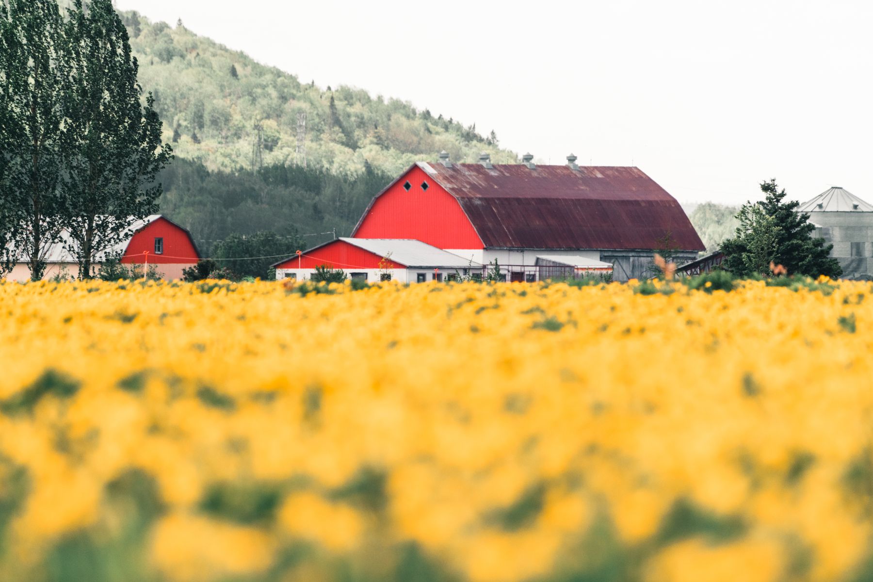 Fromages fermiers et produits du terroir, fierté des artisans de Charlevoix (photo : Pexels).