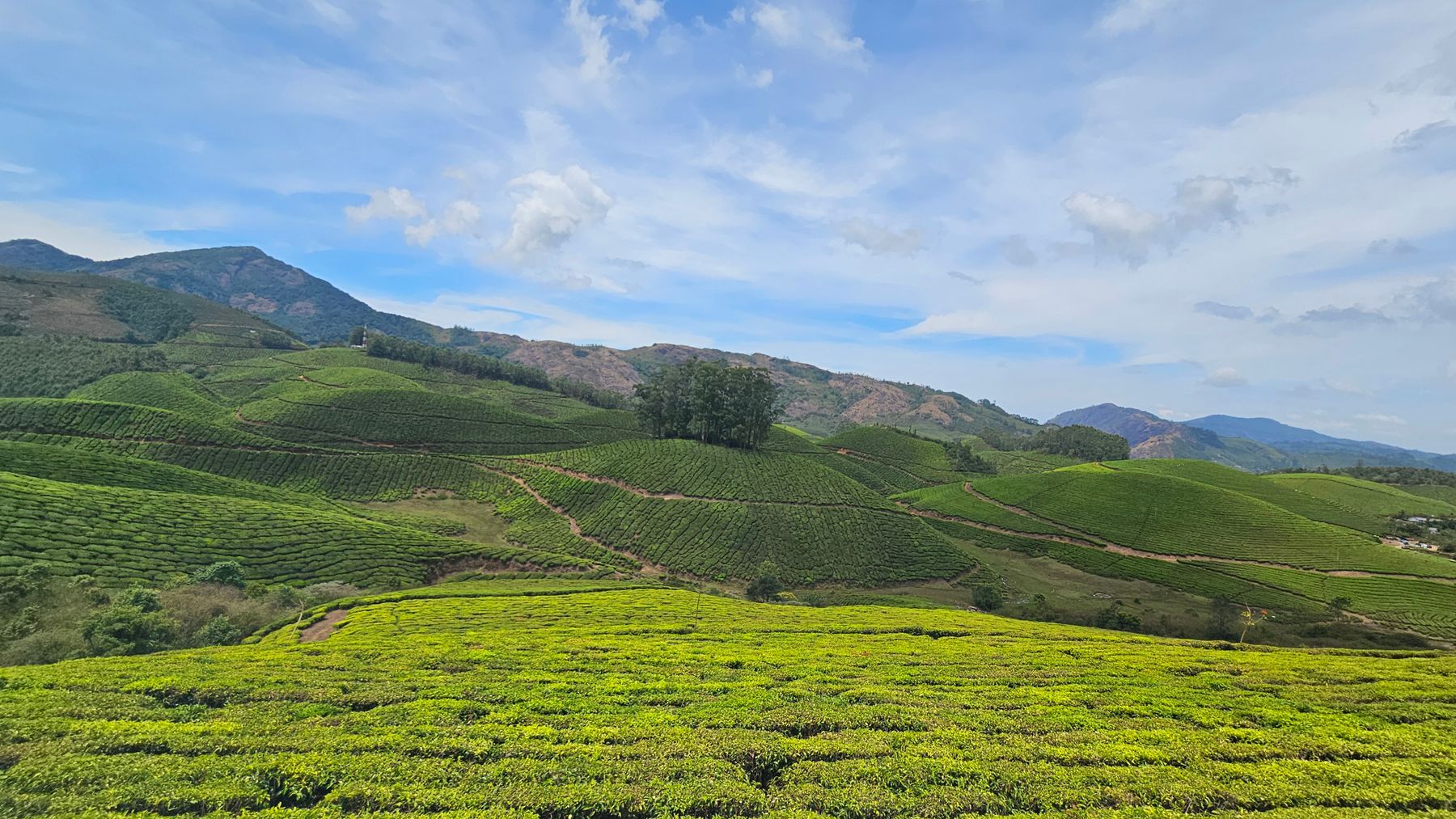 Les collines ondulées des plantations de thé de Munnar, dans les Western Ghats (photo : Pexels).