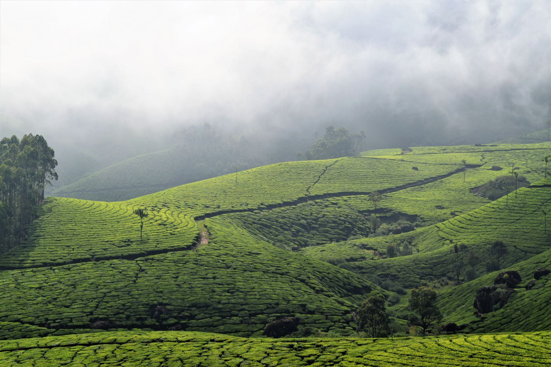 Les collines ondulées couvertes de théiers autour de Munnar, dans les Western Ghats (photo : Pexels).