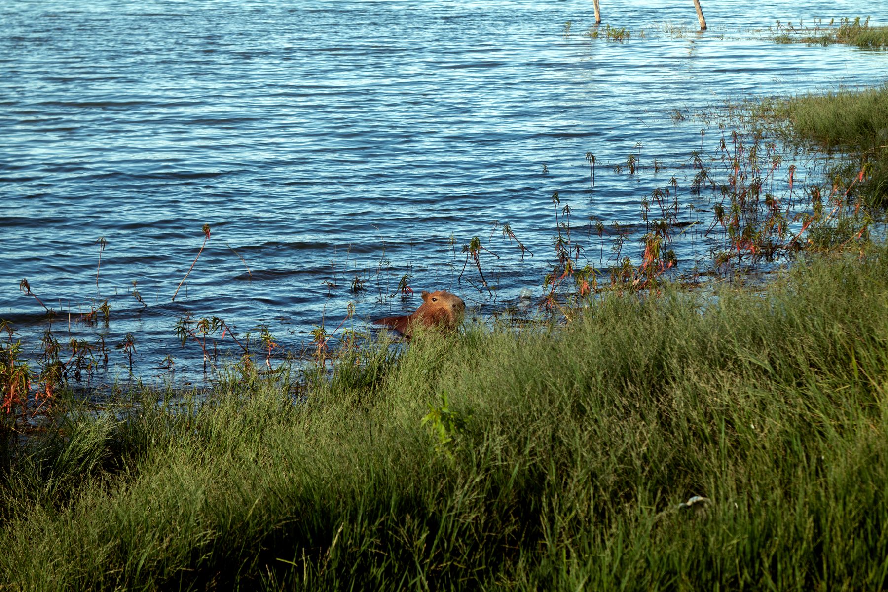 Une famille de capybaras se rafraîchit au bord de l'eau dans les marais du Pantanal (photo : Pexels).