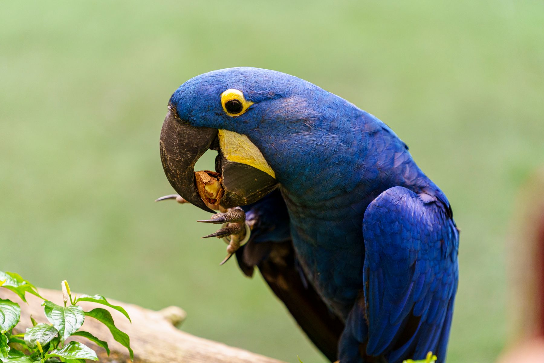 Un couple d'aras hyacinthe, la plus grande espèce de perroquet au monde, dans le Pantanal (photo : Pexels).