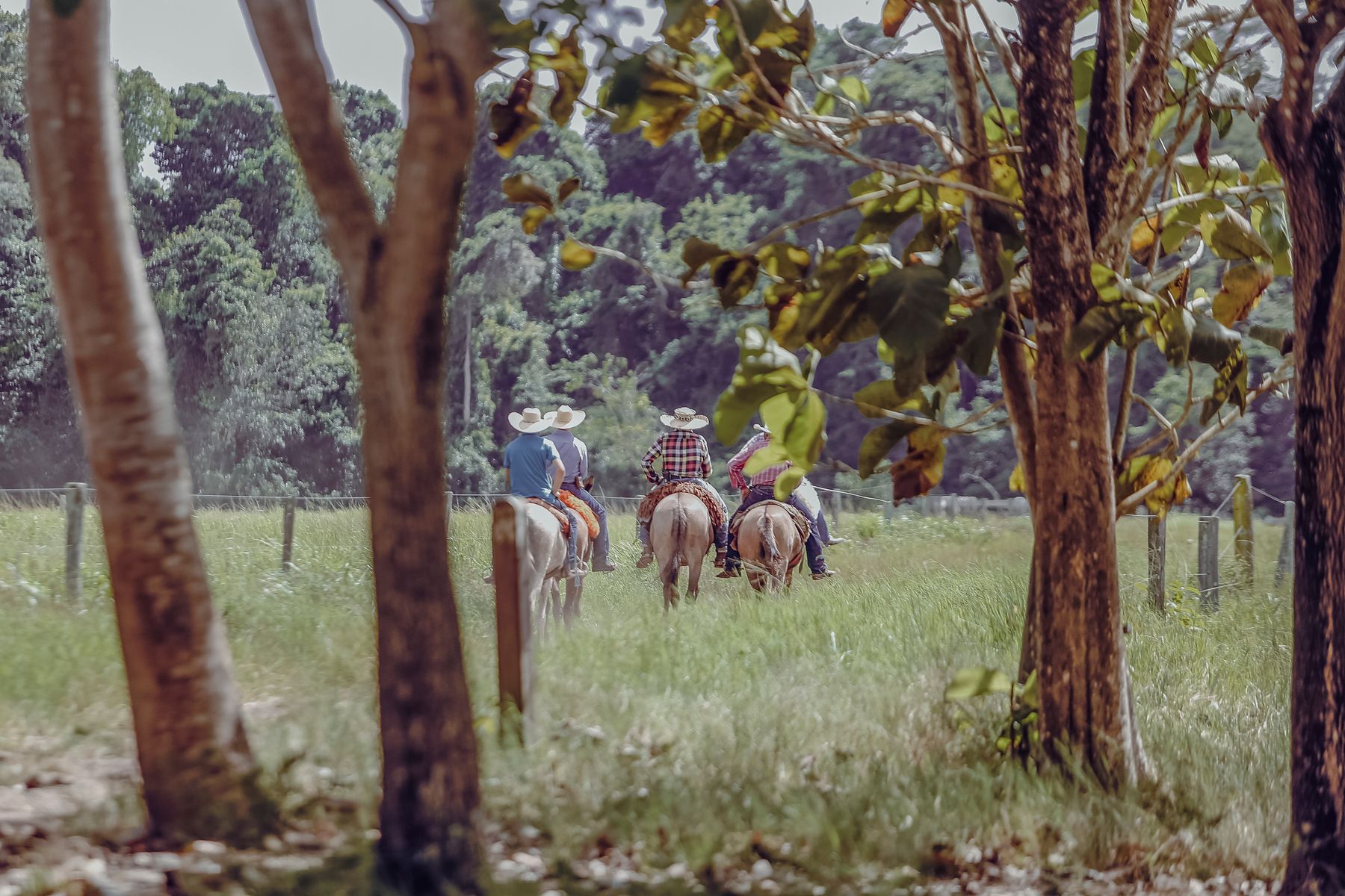 Une sortie à cheval au départ d'une fazenda, mode de vie traditionnel du Pantanal (photo : Pexels).
