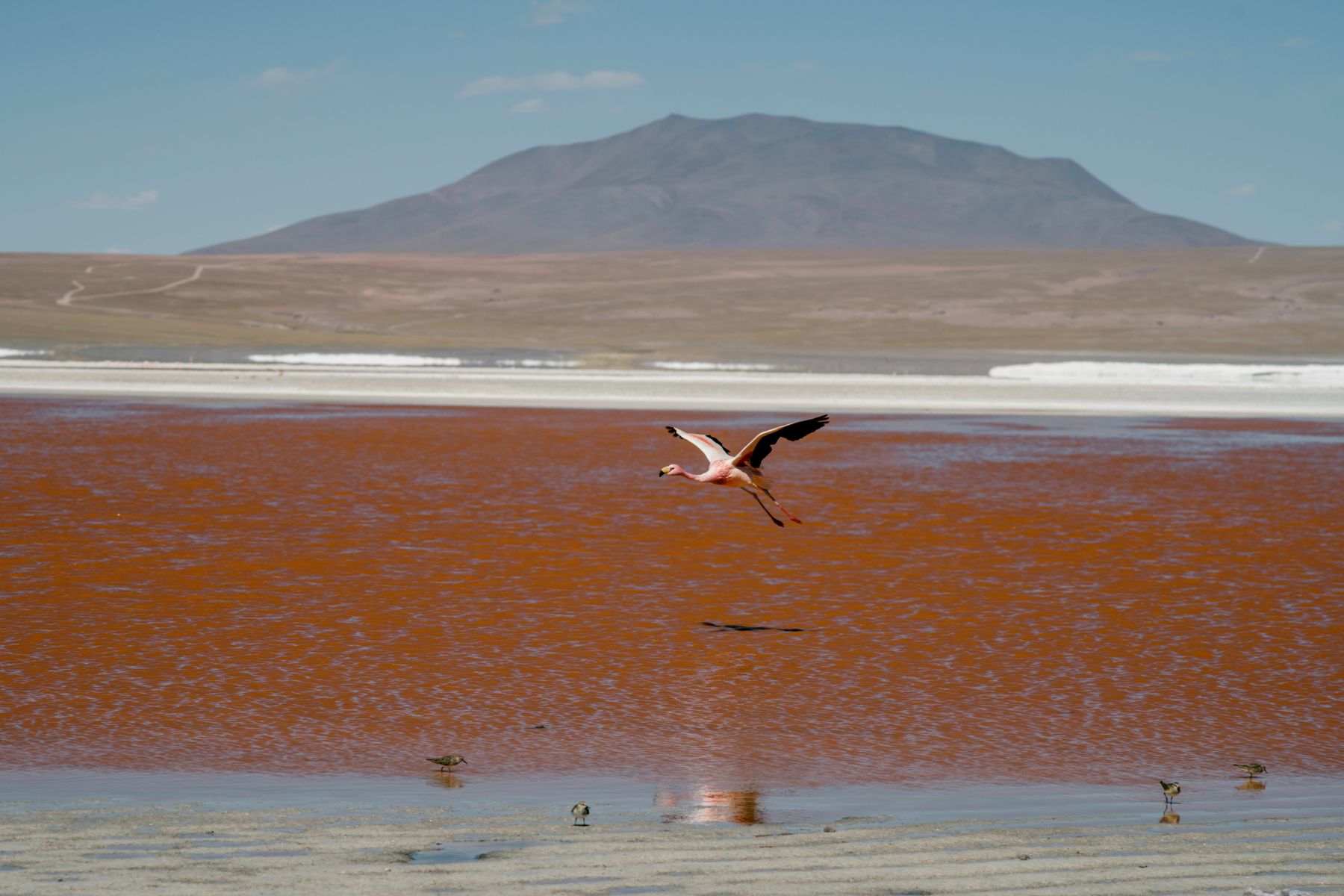 Les eaux rouges de la Laguna Colorada peuplées de flamants roses (photo : Pexels).