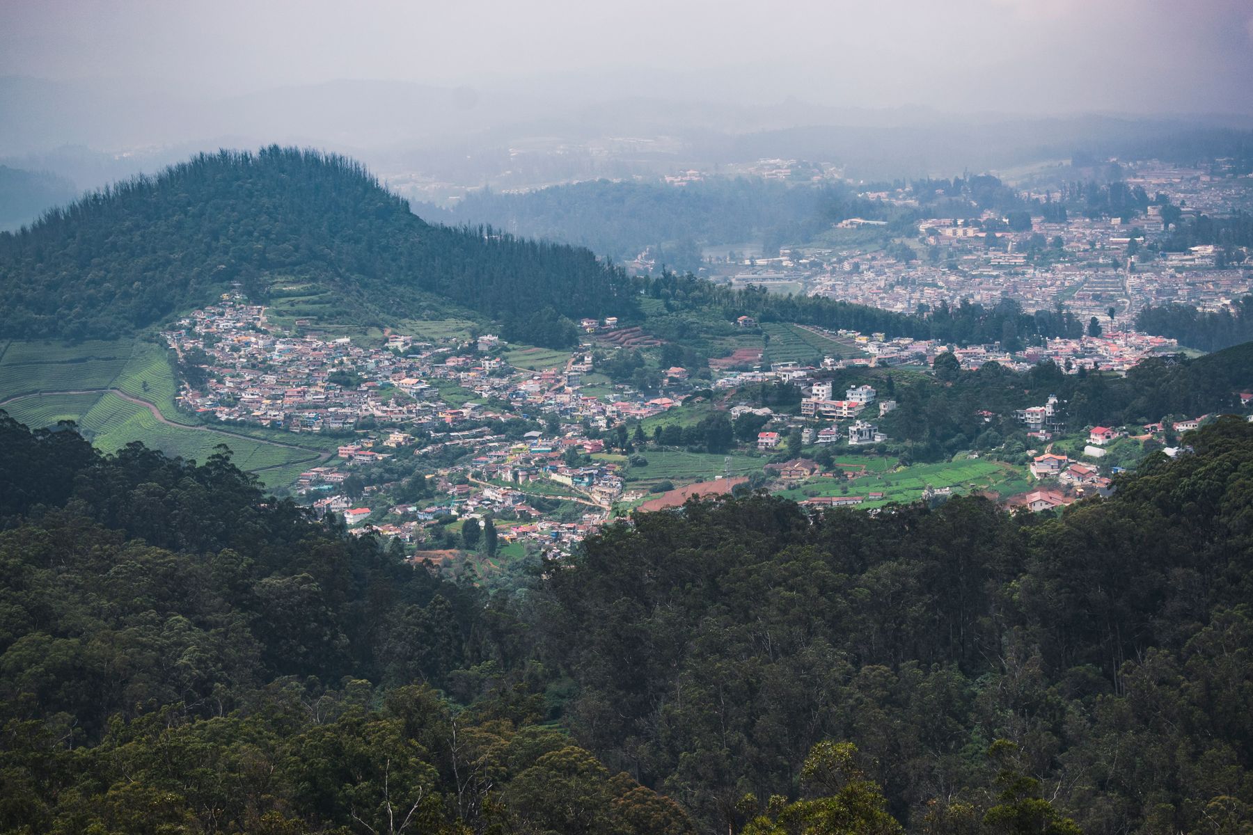Les plantations de thé des collines des Nilgiris autour d'Ooty (photo : Pexels).